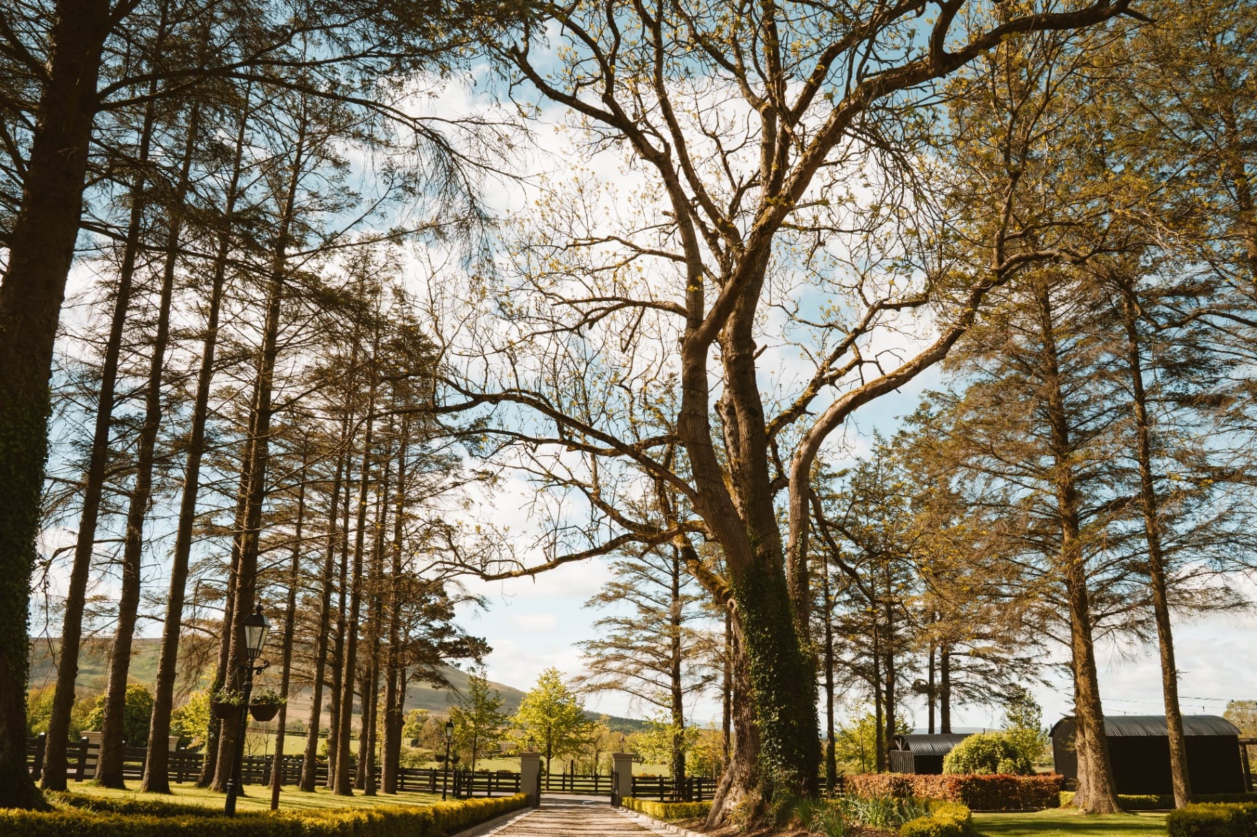Driveway approach framed by mature trees