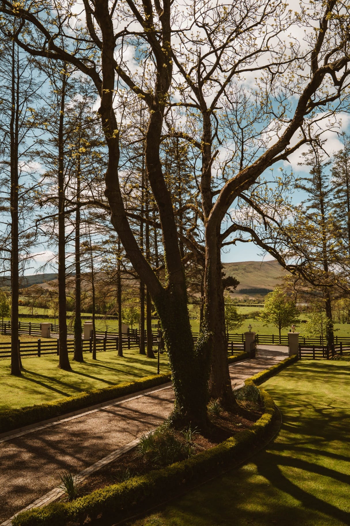 Mature trees lining the driveway with Sperrin Mountain views