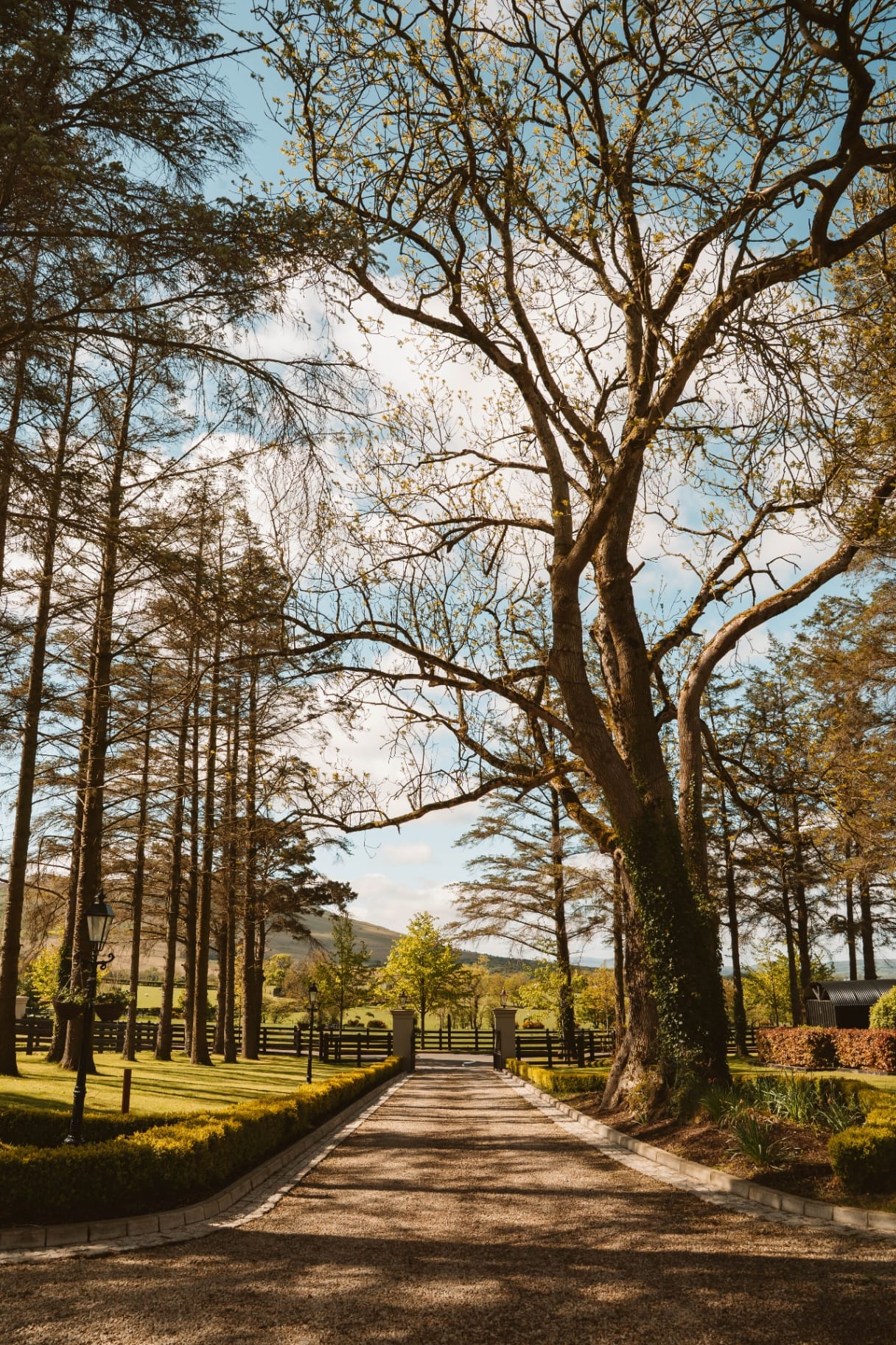 Ballyness driveway framed by mature trees