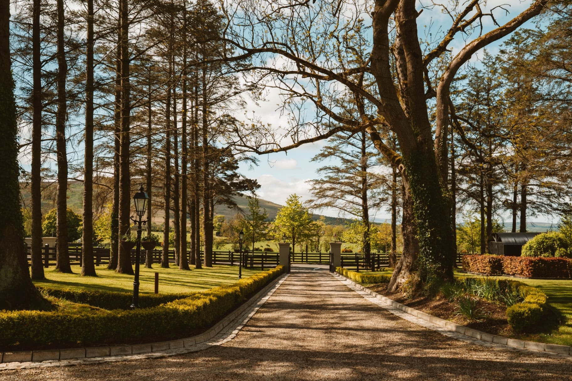 Tree-lined driveway at Ballyness