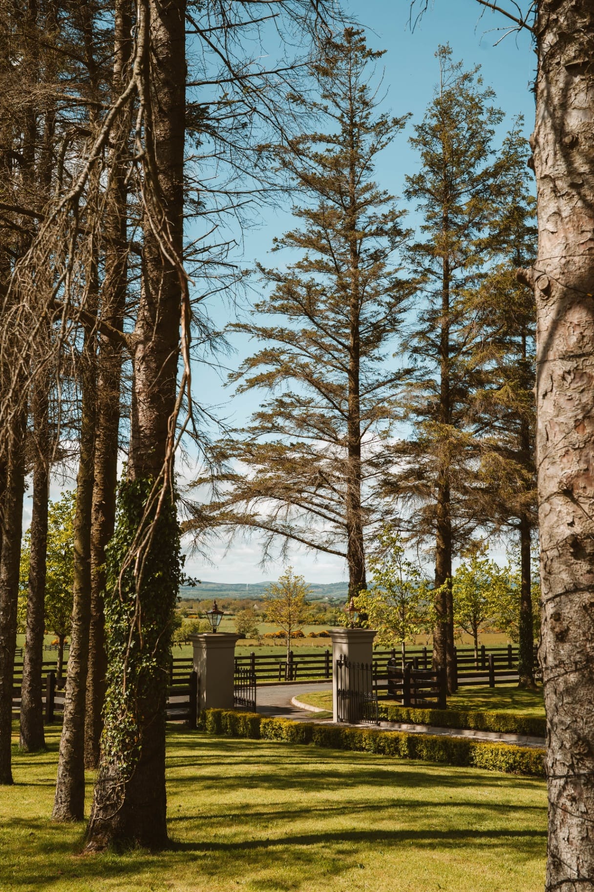 Entrance gates seen through the Ballyness trees
