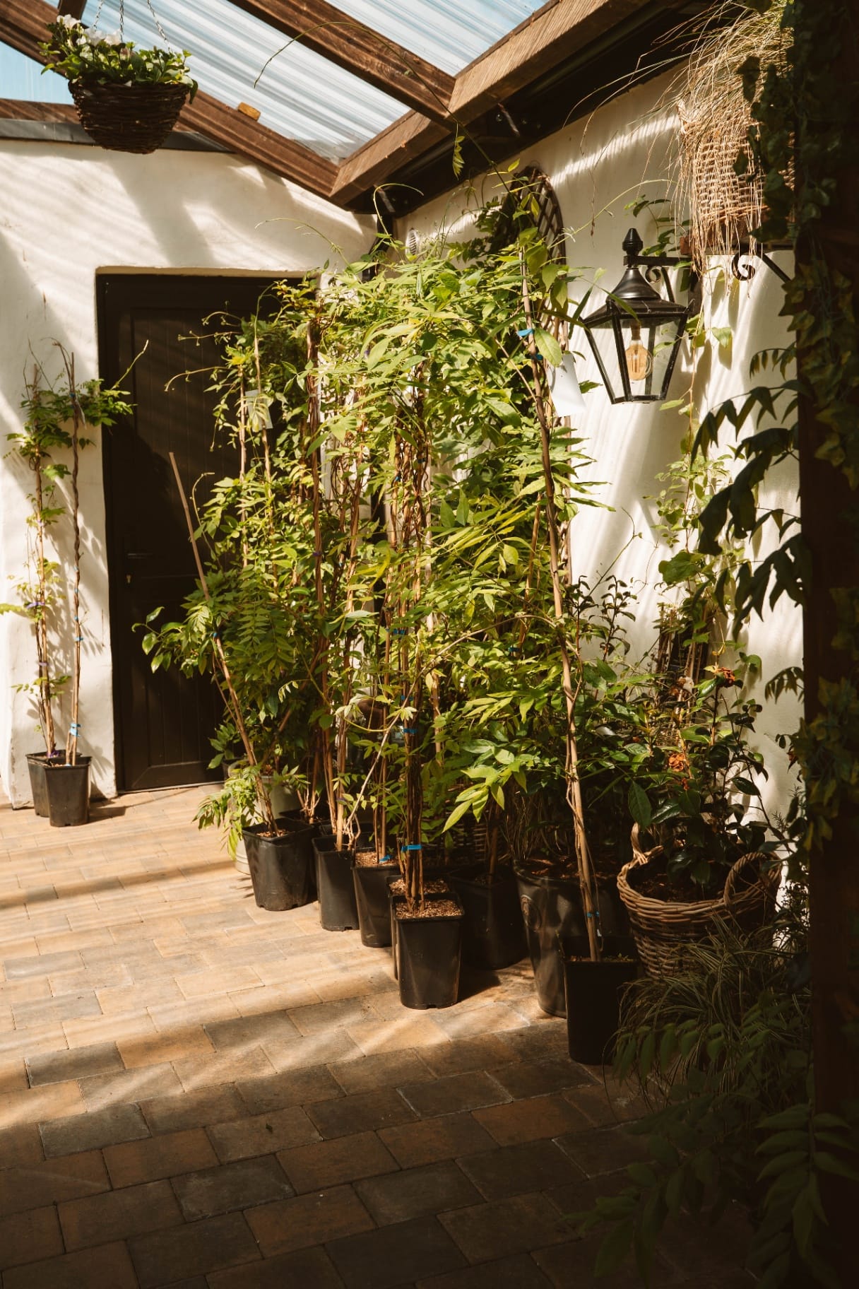 Wisteria walk inside the conservatory