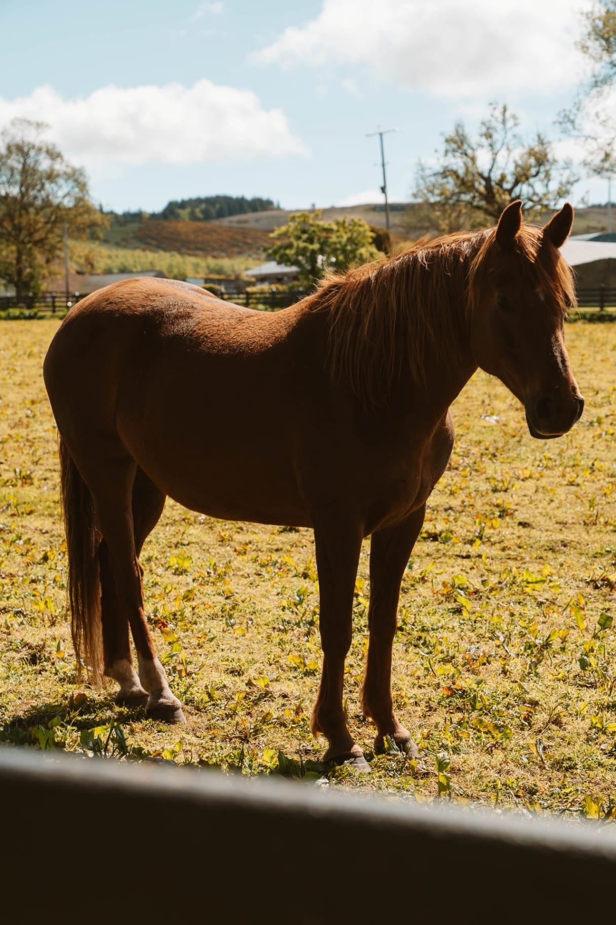 Chestnut horse in the Ballyness paddock