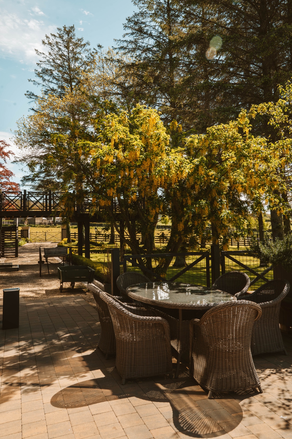 Wicker seating on the terrace beneath a laburnum tree in bloom
